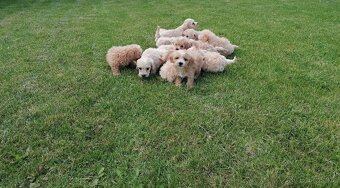 Predám šteniatka maltipoo. - 2