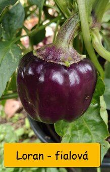 Sazenice paprika (sadba) – LZE POSLAT - 2