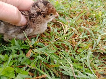 Husa Labutí 2x ve snášce. Krůta Bronzová -stáří 1t. - 2