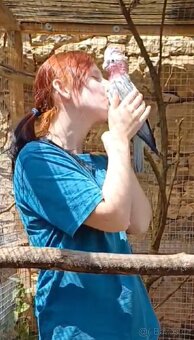 Kakadu Růžový - 2