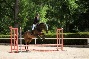 Valach KWPN - výborný učitel na prodej - 2