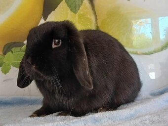 Volná samička - Anglický Zakrslý Beránek MiniLop🍑🧡🤍 - 2