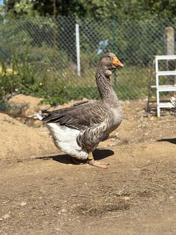 Svatomartinská husa - 2