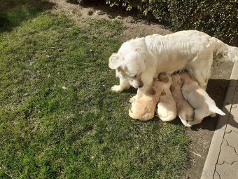 Zlatý retrívr, štěňata - 2