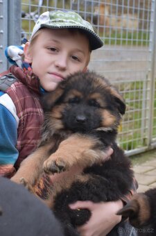 Německý Ovčák - štěňata - 2