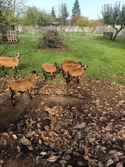 Kamerunské ovce - 2