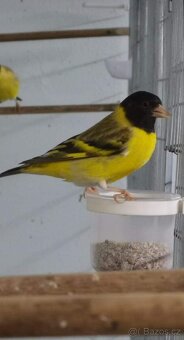 Čížek žlutý ( Spinus tristis ) - 2