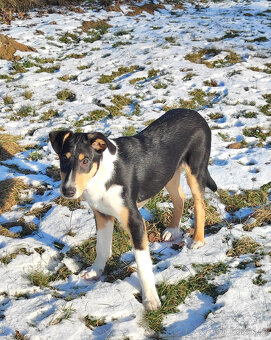 kólie krátkosrstá - 2