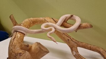 Užovka červená albín - 2