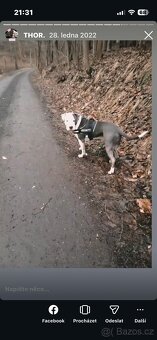 Americký Staffordšírský teriér - 2