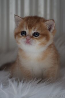 Britská koťata s PP - 2