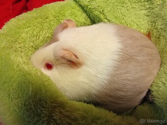 Morčátka Holky 2 - 2