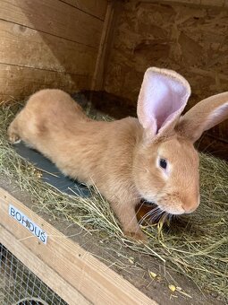 Burgundsky kralik - 2