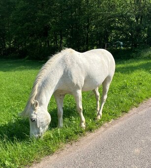 Pony, Cipísekek, 10 let 135cm ❤️🐎 - 2