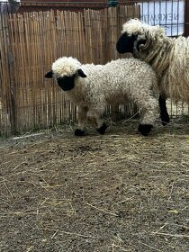 Walliserská čenonosá ovce - BERÁNEK - 2