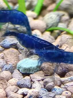 Krevetky neocaridina Blue dream - 2