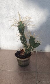 Kaktus - 2