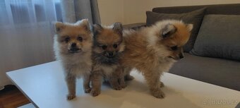 Špic pomeranian s pp štěňata - 2