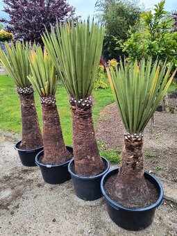 Yucca rostrata, faxoniana dasylirion - 2