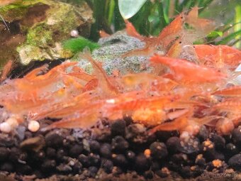 Neocaridina Orange sunkist - 2