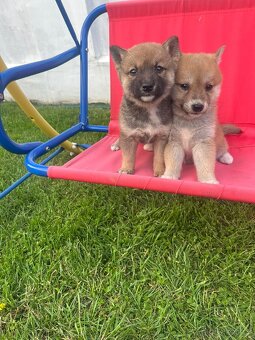 Shiba inu - 2