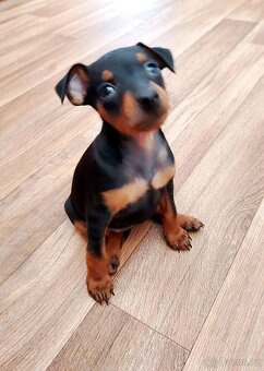 Trpasličí pinč Minidoberman - 2