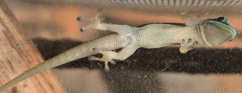 Phelsuma nigristriata - 2