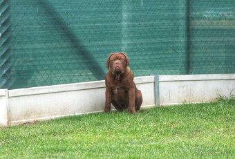 Dogue de Bordeaux, Bordeauxska doga, Bordo doga - 2