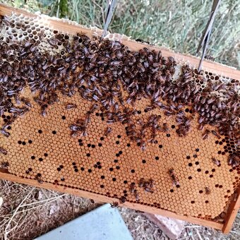 Včelí oddělky 2026 Kapacita naplněna přijímám náhradníky - 2