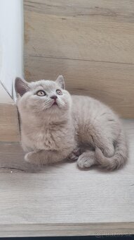 Krasna britská kratkosrstna koťata - 2