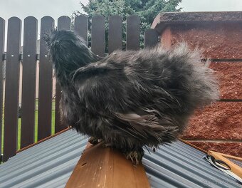 Hedvábnička zdrobnělá vousatá - 2