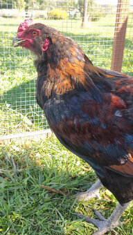 kohout Araukana - 2