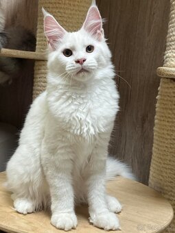 Mainský mývalí kocourek s PP - 2