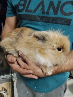 Zakrslí králíčci - 2