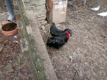 Drůbež na prodej - 2