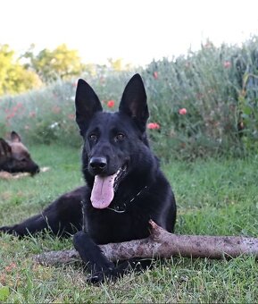 Německý ovčák štěňata - 2