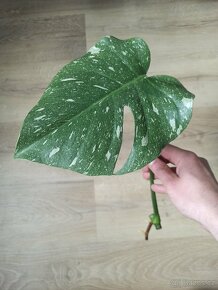 Monstera Thai Constellation - 2