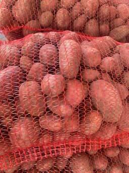 POLABSKÉ konzumní BRAMBORY 8 kč / kg - 2