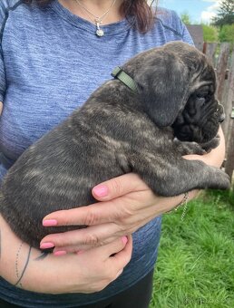 Štěňátko Cane Corso s PP - 2