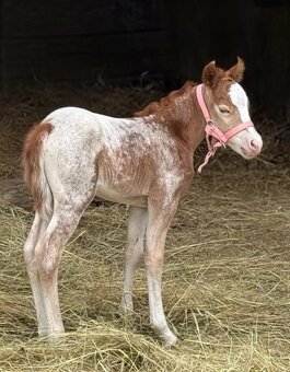 Pony klisnička - 2