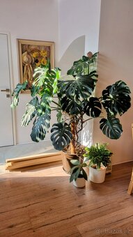 Monstera - velká/obří - 2