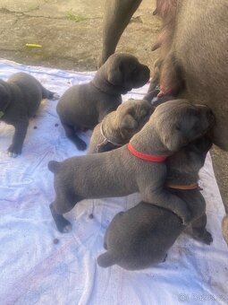 Cane corso rezervaci - 2