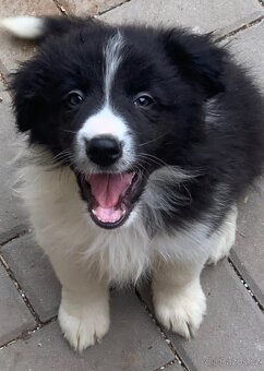 Border kolie - 2