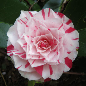 Kamélie japonská (Camellia Japonica) - 2