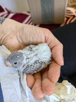 Andulka vlnkovaná - ručně dokrmená - 2