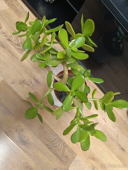 Crassula ovata výška 28 cm - 2