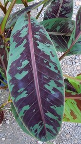 Banánovník Zebrina - 2