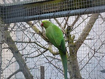 Alexandr malý - samice r.2024 - 2