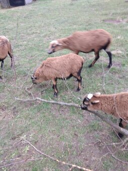 Kamerunský beran - 2