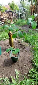 lindera benzoin - 2